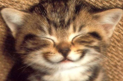 Châton souriant